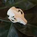 Woodchuck skull