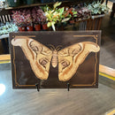 Paper Ghost Atlas Moth