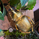 Golden Elephant Beetle Wall Decor