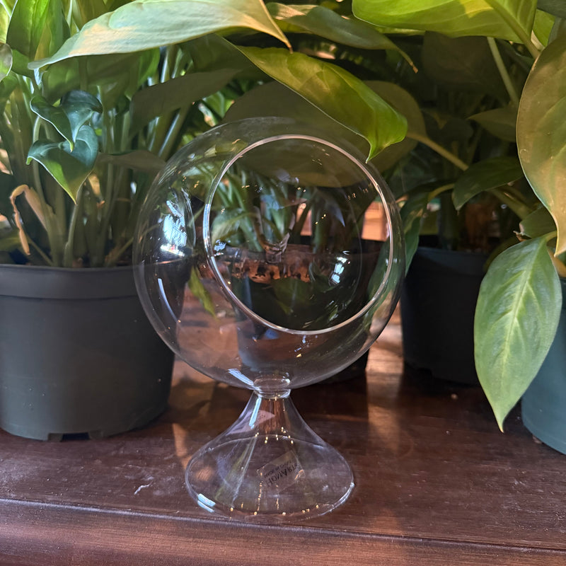 Large Glass Sole Terrarium