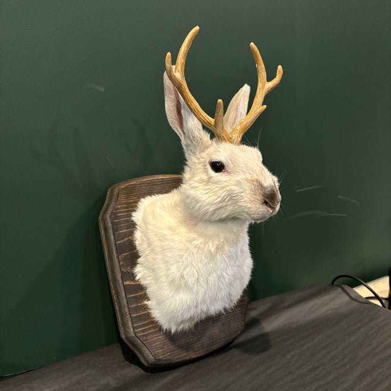 Small Taxidermy Jackalope