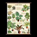 Vintage School Chart - Houseplants