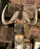 Black Wildebeest Taxidermy Mount
