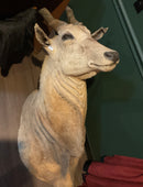 Eland Taxidermy Mount