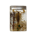 Small Invertebrate Paperweight