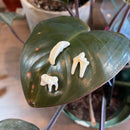 Assorted Coyote Tooth