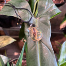 Golden Scorpion Necklace