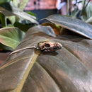 Arctic Fox Skull Necklace