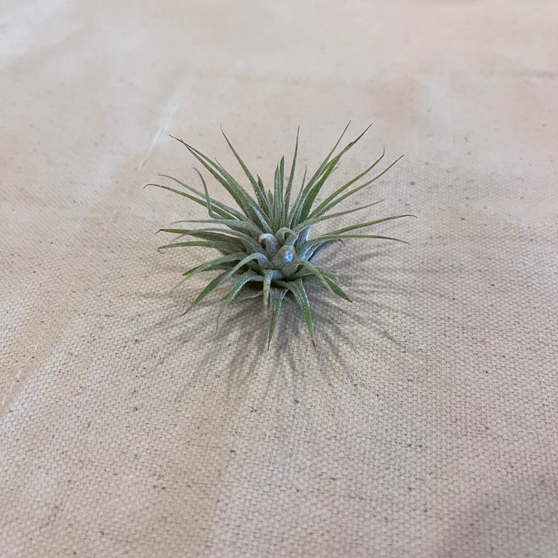 Tillandsia