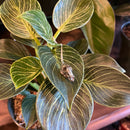 Kangaroo Skull Necklace