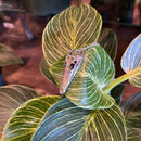 Nile Crocodile Skull Necklace