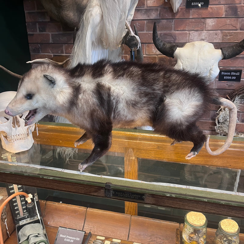 Opossum Taxidermy Mount