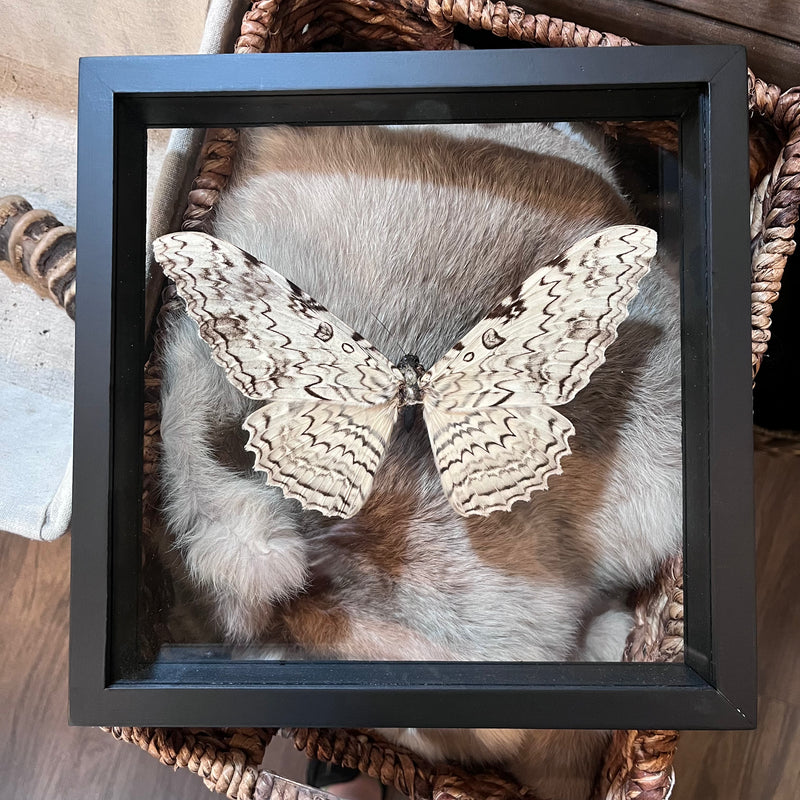 White Witch Moth in Double Glass