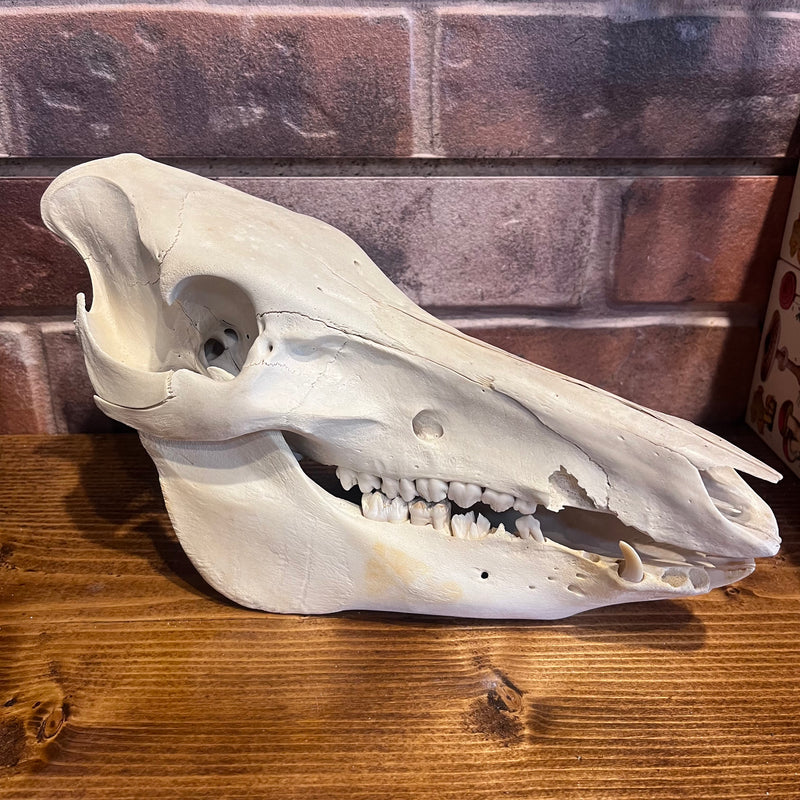 Hog Skull