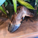 Elk Leg