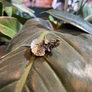 Triceratops Skull Necklace