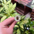Black Bug Pen