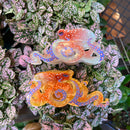 Octopus Hair Claw Clip