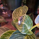 Hammer-Headed Bat Skull Necklace