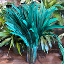 Rooster Feather