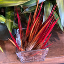 Golden Pheasant Red Top Tail Feather