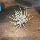 Tillandsia
