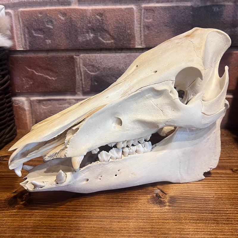 Hog Skull