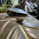 Opossum Skull Necklace