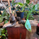 Taxidermy Beaver Kit