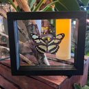 Philaethria Dido in Double Glass Frame