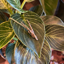 Gemsbok Skull Necklace