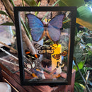 9 Assorted Butterflies in Double Glass 8"x12" Frame