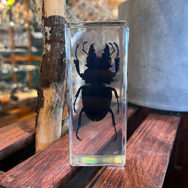 Large Stag Beetle Paperweight