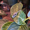 Hammer-Headed Bat Skull Necklace