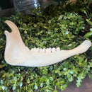 Bison Jawbone