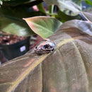 Raccoon Skull Necklace