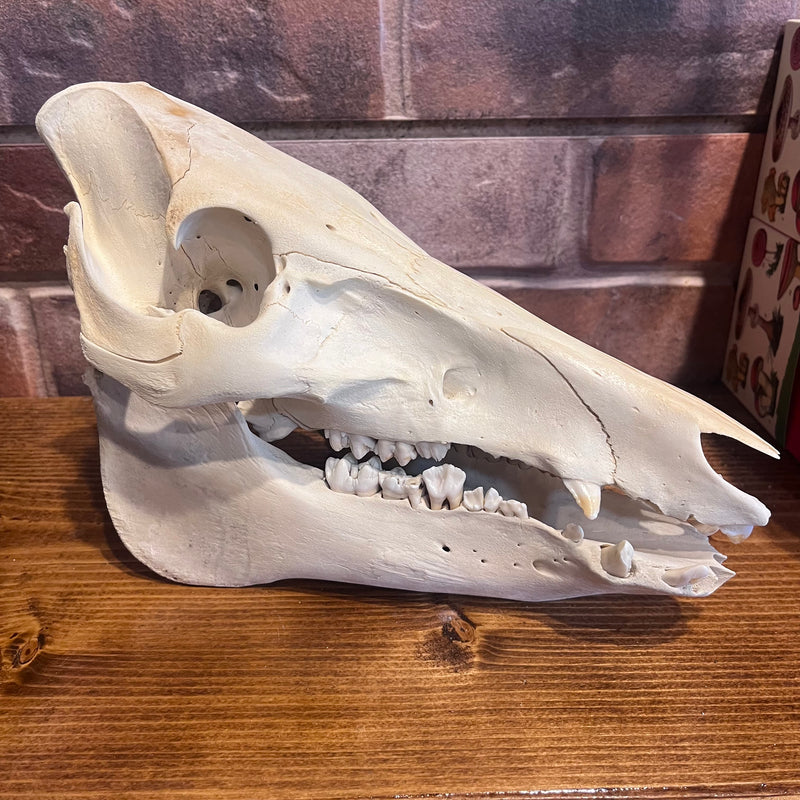 Hog Skull