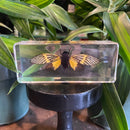 Large Tigroid Cicada Paperweight