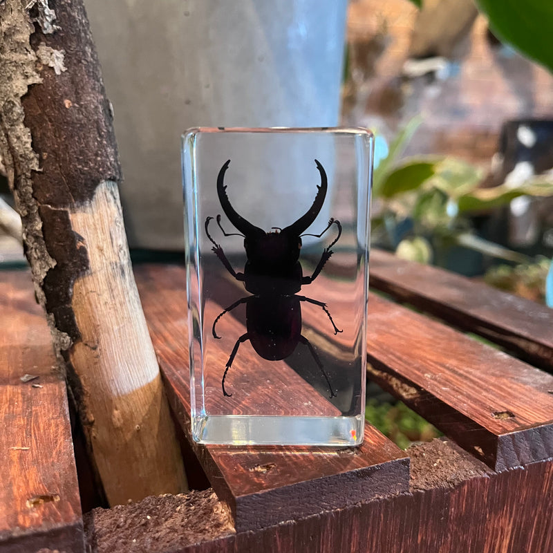 Medium Stag Beetle Paperweight