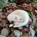 Ermine Taxidermy Mount