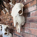 Hornless Female Bison Skull