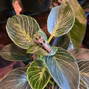 Nile Crocodile Skull Necklace