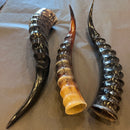 Blesbok Horn Polished