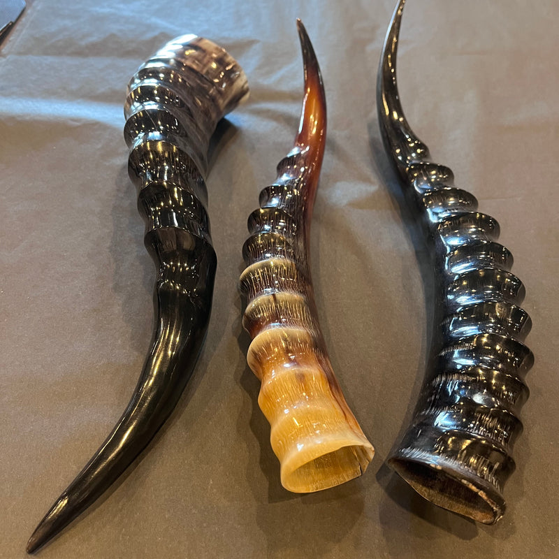 Blesbok Horn Polished