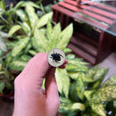 Black Bug Pen