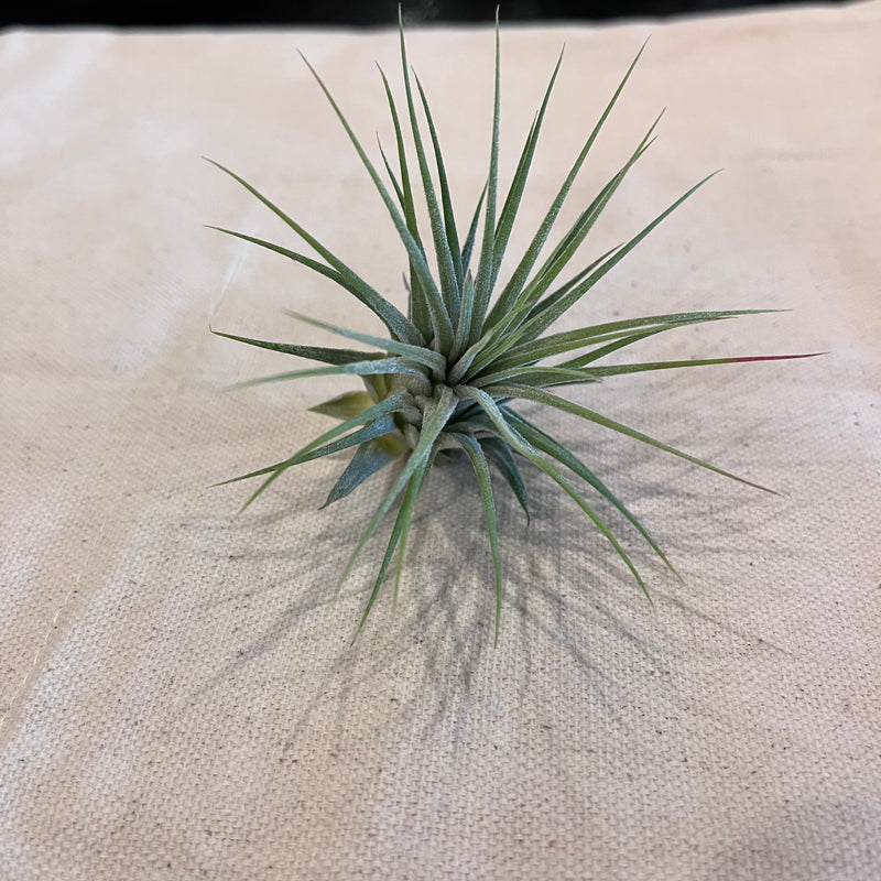 Tillandsia