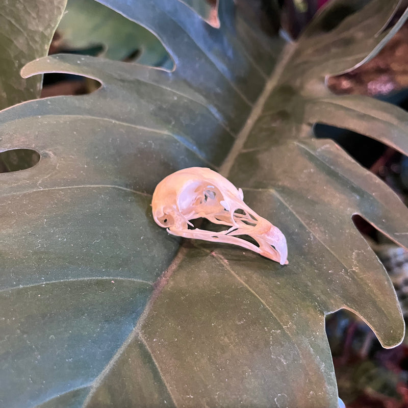 Hungarian Partridge Skull