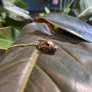 Wolverine Skull Necklace