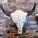 Wry Nose Bison Skull