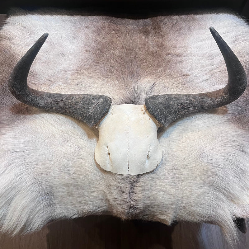 Blue Wildebeest Skullplate